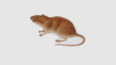 褐家鼠 褐家鼠