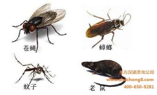 17C视频除(chú)四害 17C视频除四害