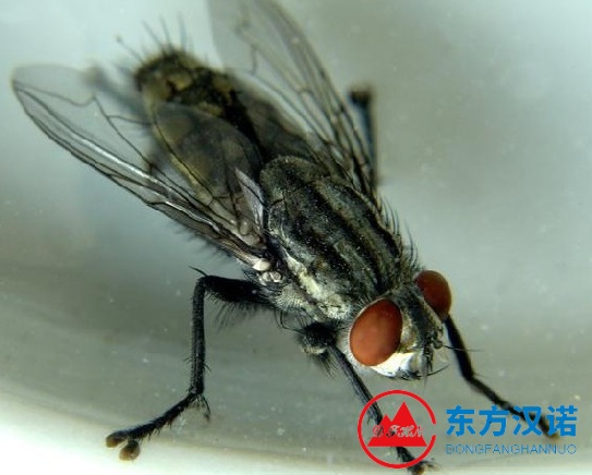 蒼蠅太多了用什麽方法消滅才(cái)能(néng)去除幹淨? 蒼蠅太多了用什麽方法消滅才能去除(chú)幹淨?