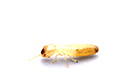 專業滅（miè）白蟻